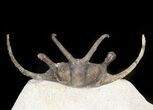 Alien Looking Ceratarges Trilobite #44513-3